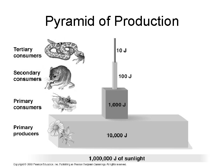 Pyramid of Production 