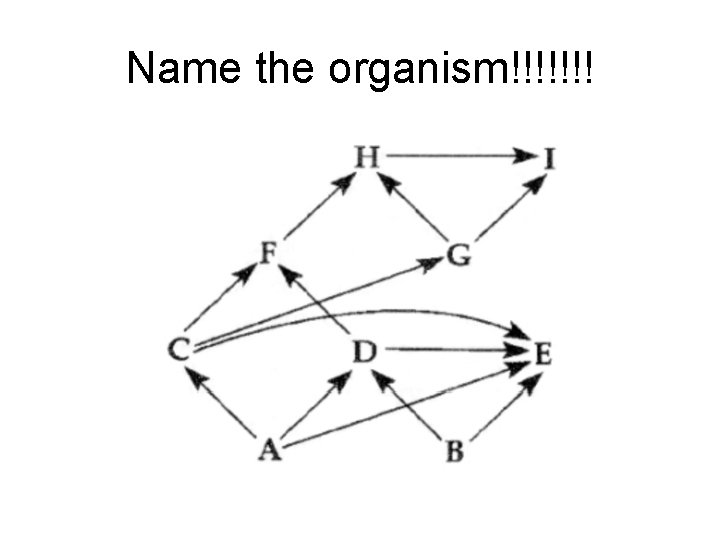 Name the organism!!!!!!! 