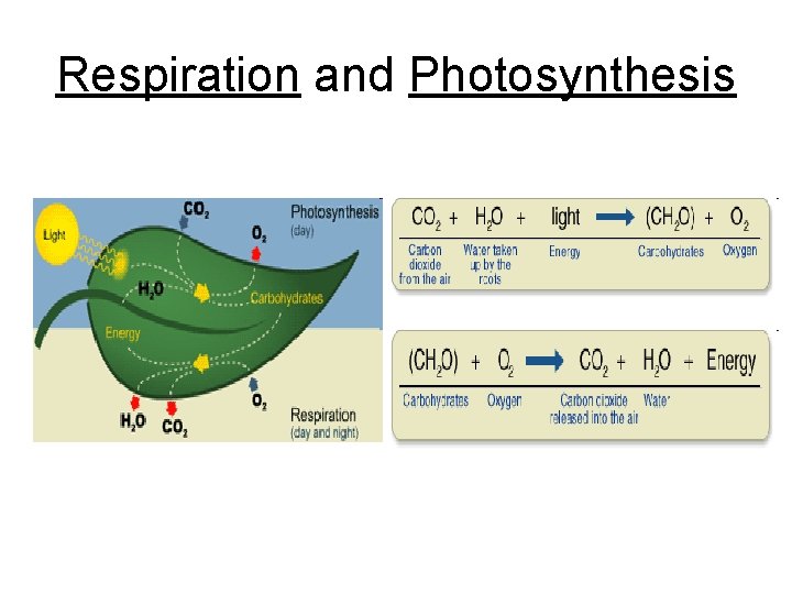 Respiration and Photosynthesis 