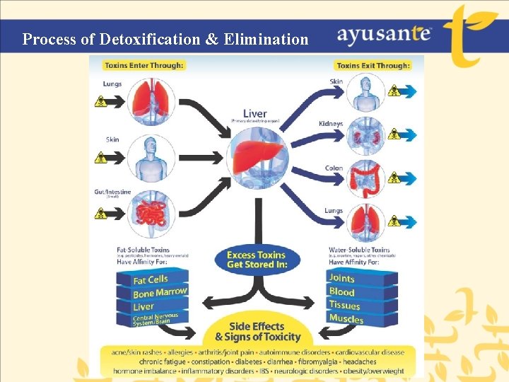 Process of Detoxification & Elimination 