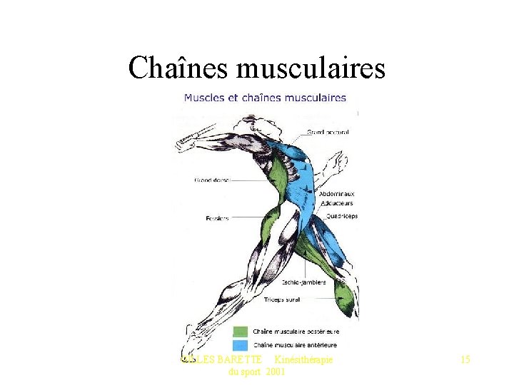 Chaînes musculaires GILLES BARETTE Kinésithérapie du sport 2001 15 