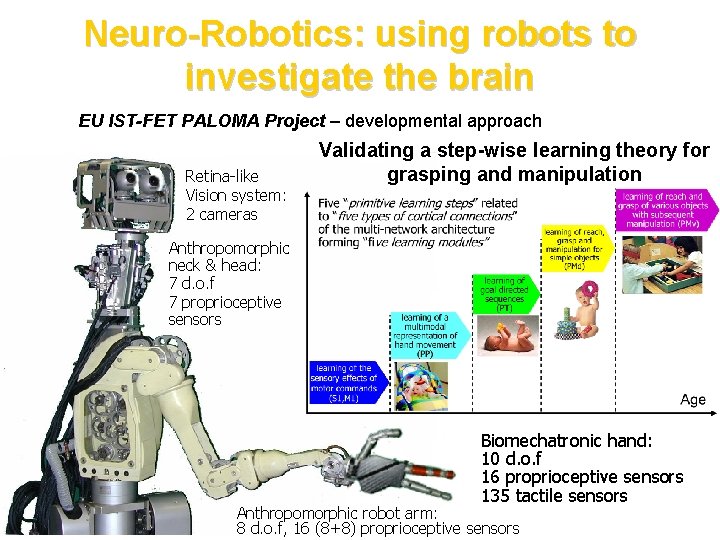 Neuro-Robotics: using robots to investigate the brain EU IST-FET PALOMA Project – developmental approach