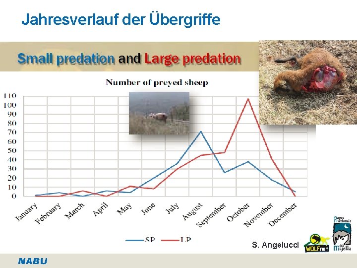 Jahresverlauf der Übergriffe S. Angelucci 