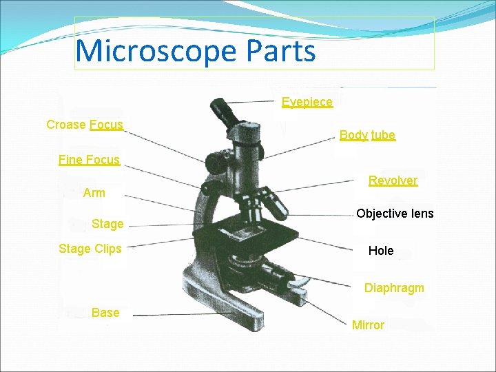 Microscope Parts Eyepiece Croase Focus Body tube Fine Focus Arm Stage Clips Revolver Objective
