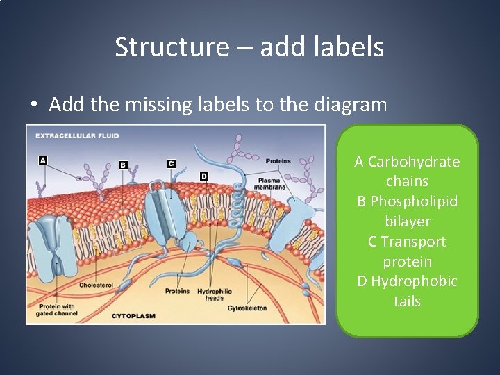 Structure – add labels • Add the missing labels to the diagram A Carbohydrate