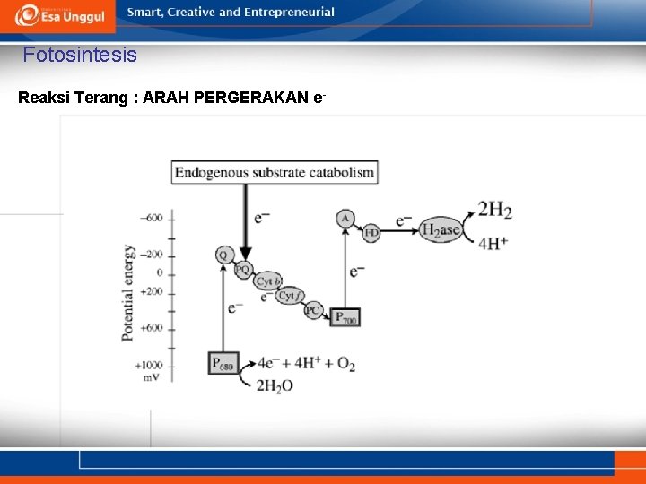 Fotosintesis Reaksi Terang : ARAH PERGERAKAN e- 