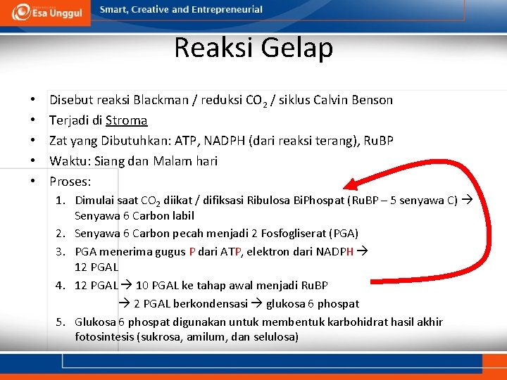 Reaksi Gelap • • • Disebut reaksi Blackman / reduksi CO 2 / siklus