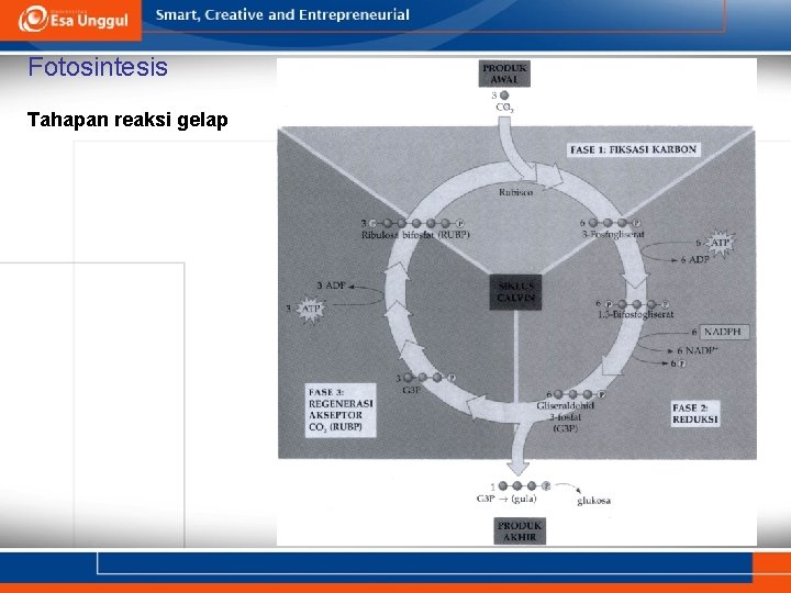 Fotosintesis Tahapan reaksi gelap 