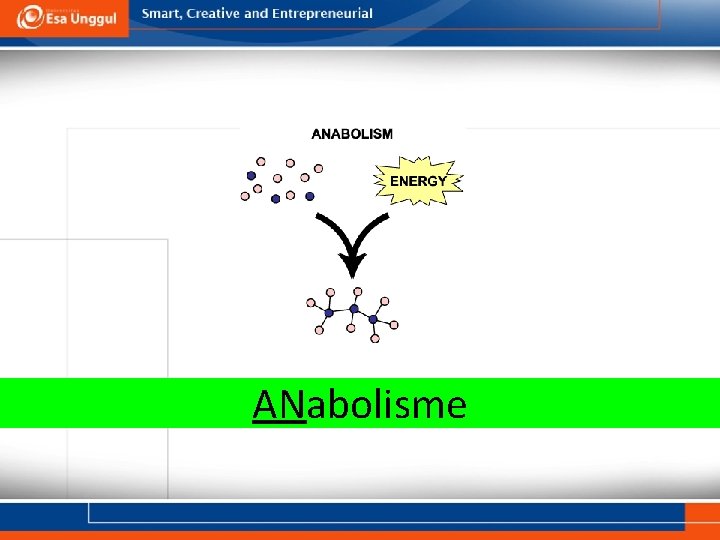 ANabolisme 