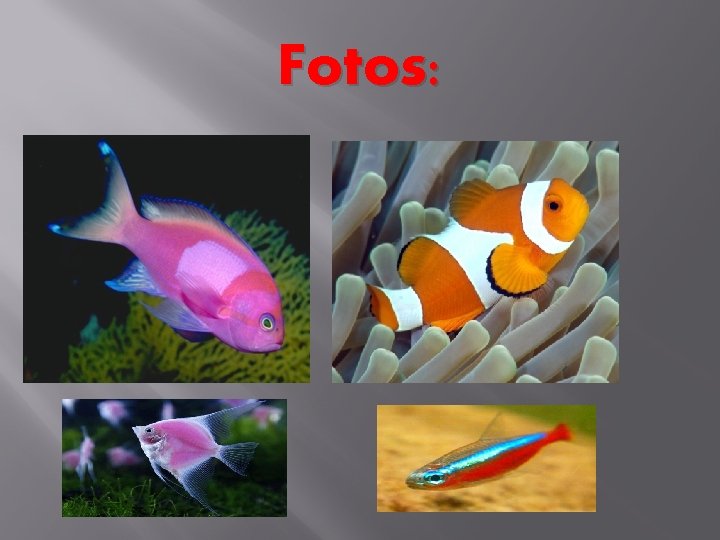 Fotos: 