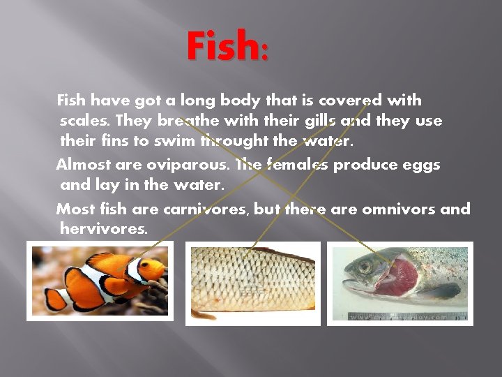 Fish: Fish have got a long body that is covered with scales. They breathe