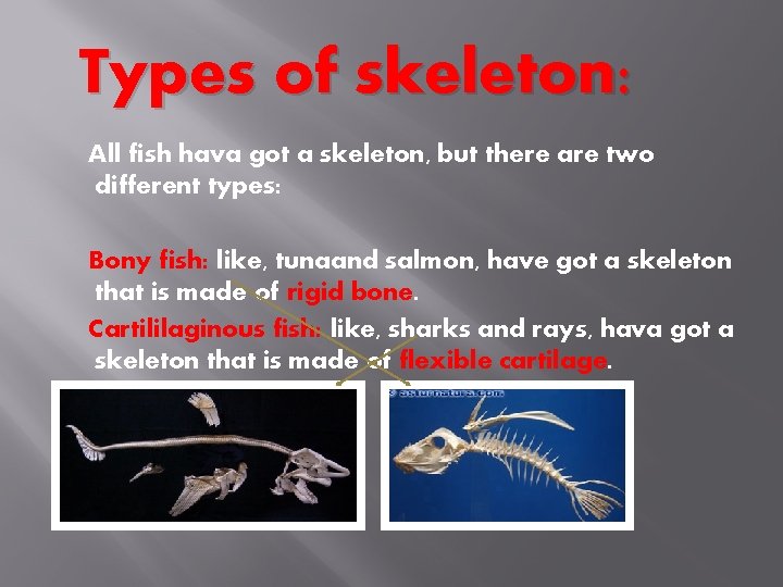 Types of skeleton: All fish hava got a skeleton, but there are two different
