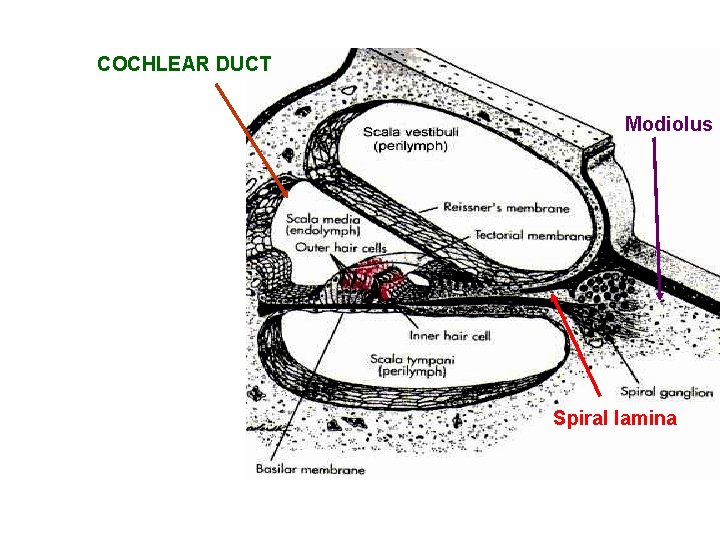 COCHLEAR DUCT Modiolus Spiral lamina 