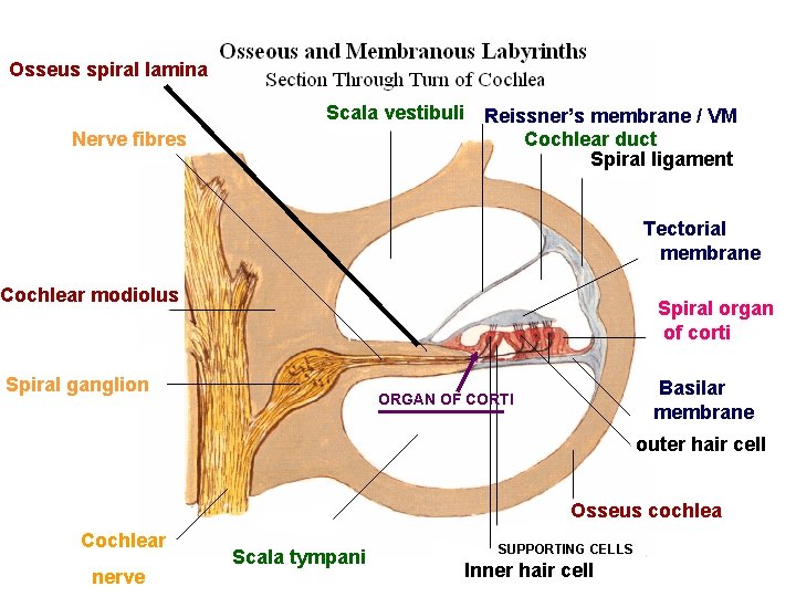 Osseus spiral lamina Scala vestibuli Nerve fibres Reissner’s membrane / VM Cochlear duct Spiral