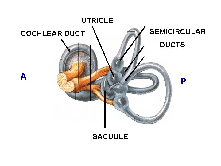 UTRICLE SEMICIRCULAR COCHLEAR DUCTS A P SACUULE 