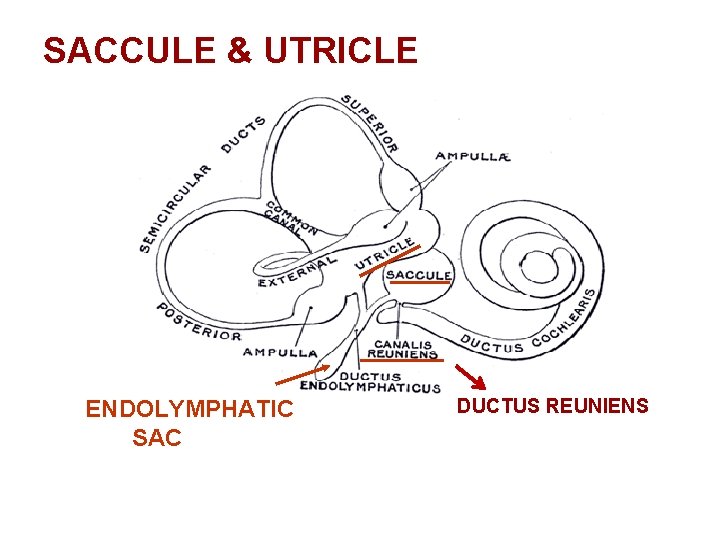 SACCULE & UTRICLE ENDOLYMPHATIC SAC DUCTUS REUNIENS 