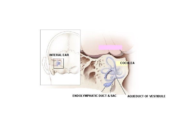 INTERAL EAR COCHLEA ENDOLYMPHATIC DUCT & SAC AQUEDUCT OF VESTIBULE 