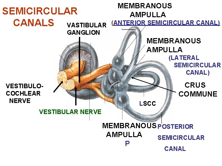 SEMICIRCULAR CANALS VASTIBULAR MEMBRANOUS AMPULLA (ANTERIOR SEMICIRCULAR CANAL) GANGLION MEMBRANOUS AMPULLA (LATERAL SEMICIRCULAR CANAL)