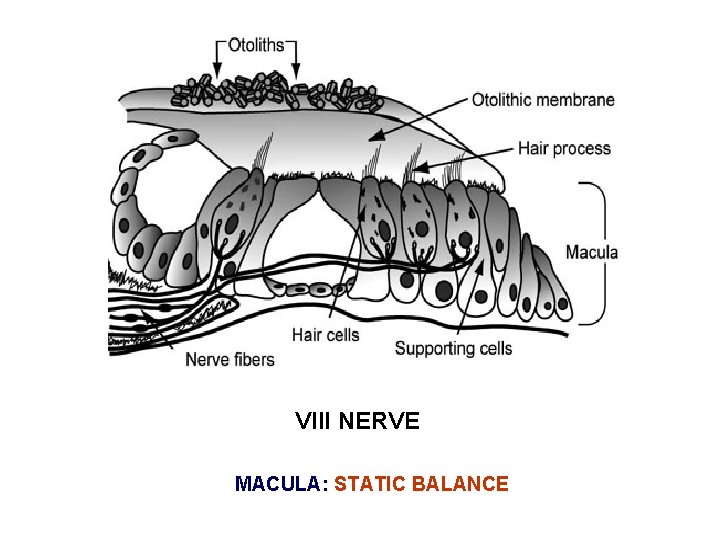 VIII NERVE MACULA: STATIC BALANCE 