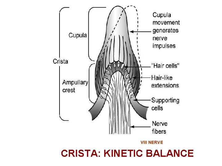 VIII NERVE CRISTA: KINETIC BALANCE 