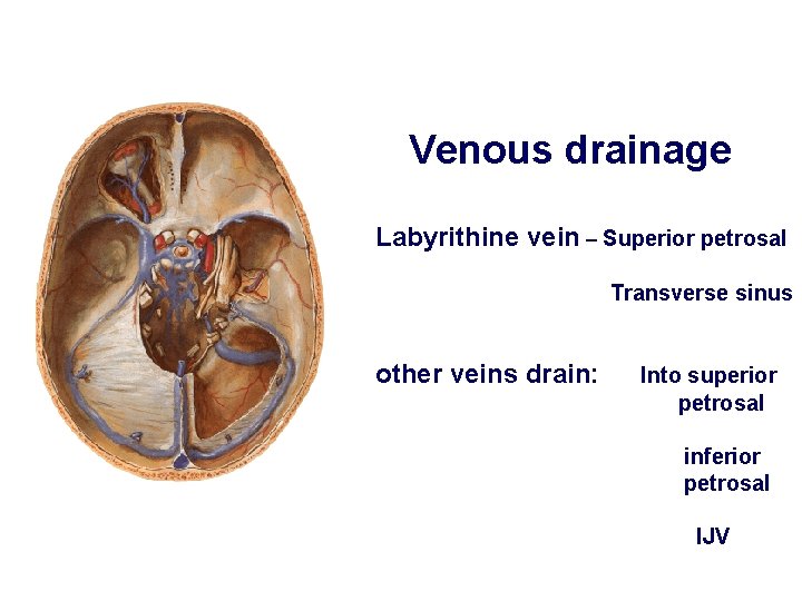 Venous drainage Labyrithine vein – Superior petrosal Transverse sinus other veins drain: Into superior