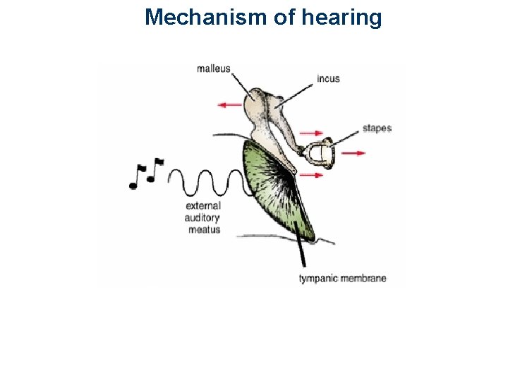 Mechanism of hearing 