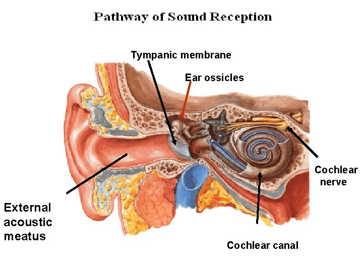 Tympanic membrane Ear ossicles Cochlear nerve External acoustic meatus Cochlear canal 