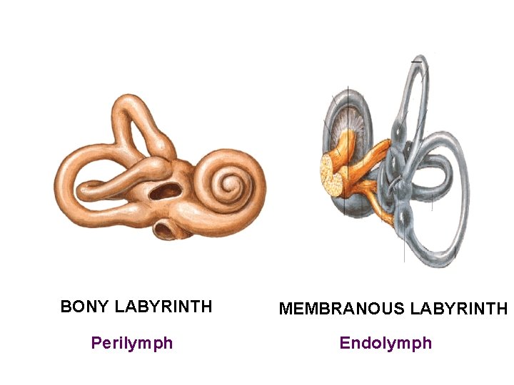 BONY LABYRINTH Perilymph MEMBRANOUS LABYRINTH Endolymph 