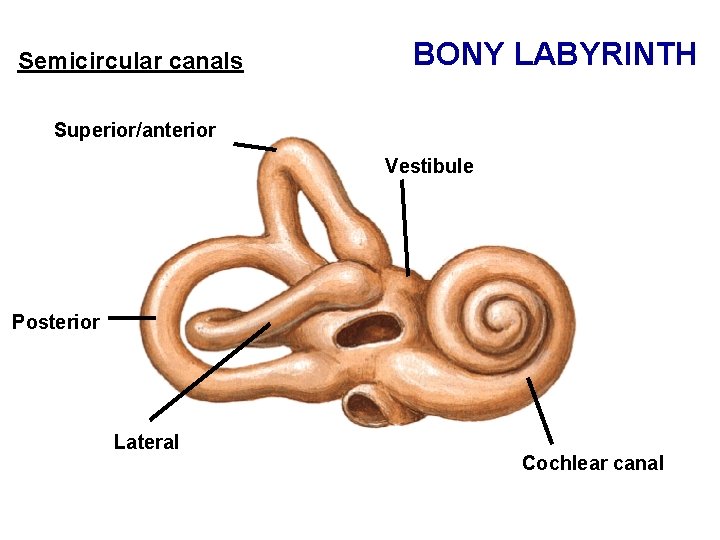 Semicircular canals BONY LABYRINTH Superior/anterior Vestibule Posterior Lateral Cochlear canal 