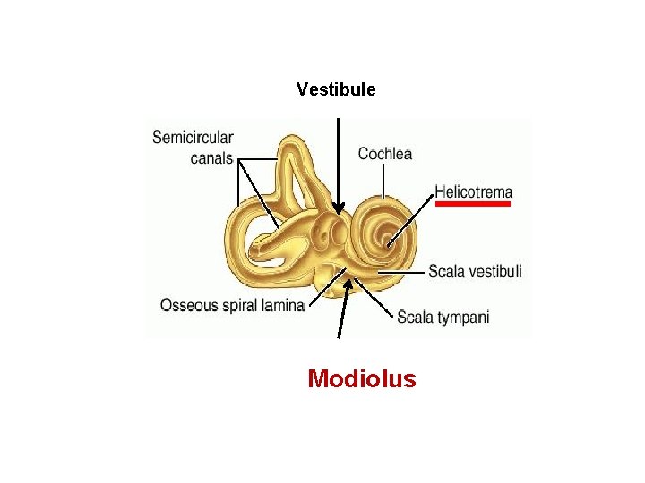 Vestibule Modiolus 