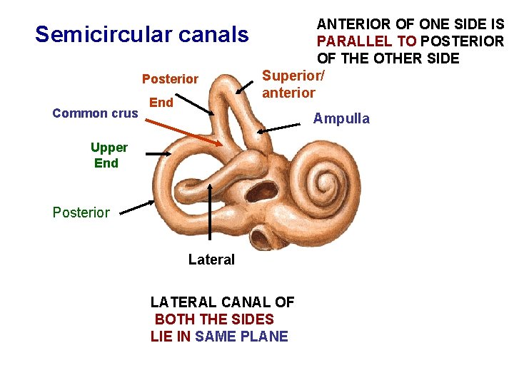 Semicircular canals Posterior Common crus End ANTERIOR OF ONE SIDE IS PARALLEL TO POSTERIOR