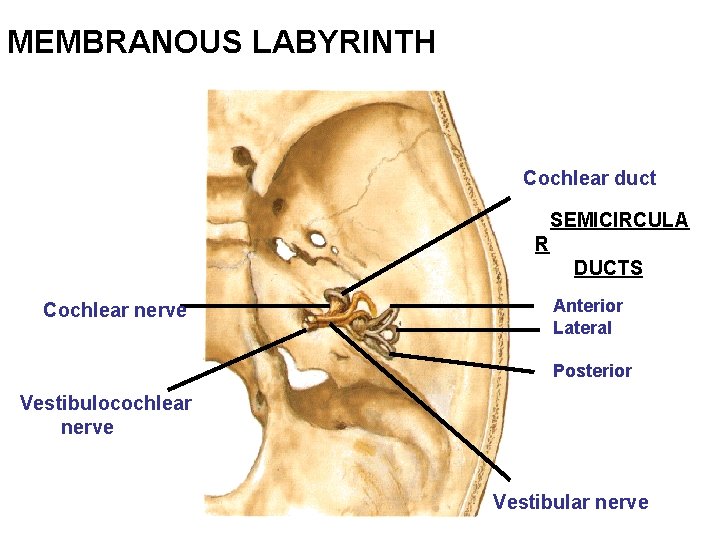 MEMBRANOUS LABYRINTH Cochlear duct SEMICIRCULA R DUCTS Cochlear nerve Anterior Lateral Posterior Vestibulocochlear nerve