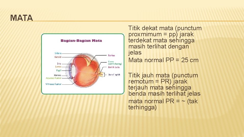 MATA Titik dekat mata (punctum proxmimum = pp) jarak terdekat mata sehingga masih terlihat