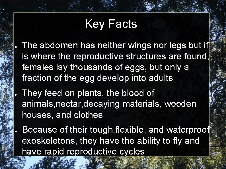 Key Facts ● ● ● The abdomen has neither wings nor legs but if