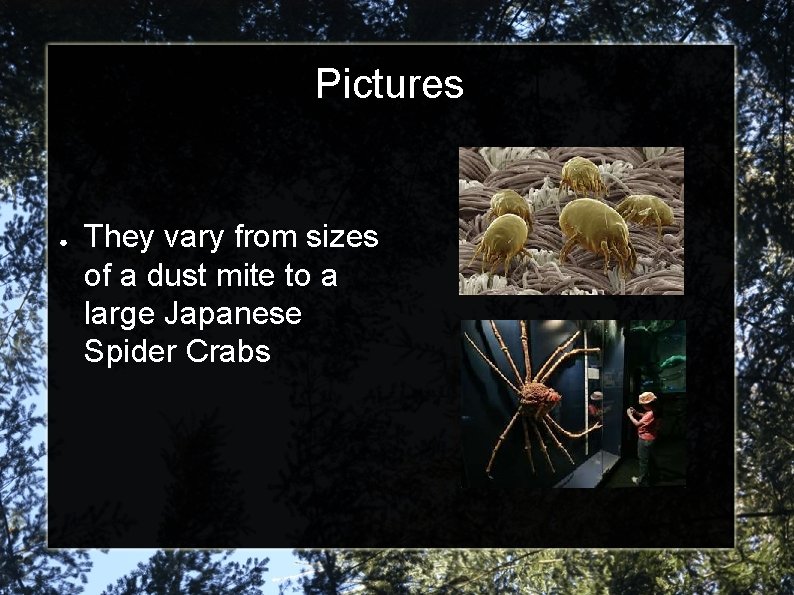 Pictures ● They vary from sizes of a dust mite to a large Japanese