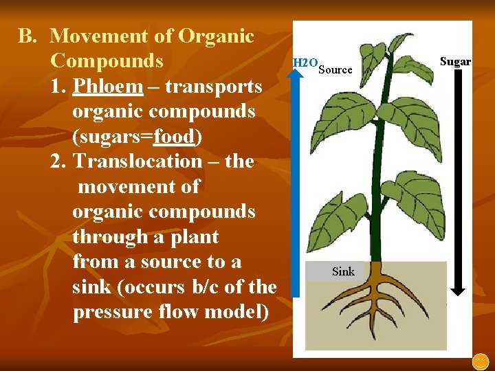 B. Movement of Organic Compounds 1. Phloem – transports organic compounds (sugars=food) 2. Translocation