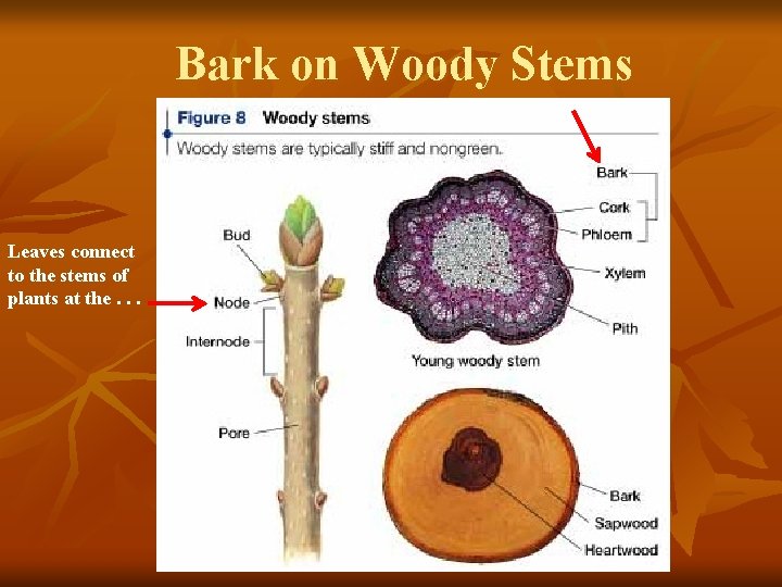 Bark on Woody Stems Leaves connect to the stems of plants at the. .