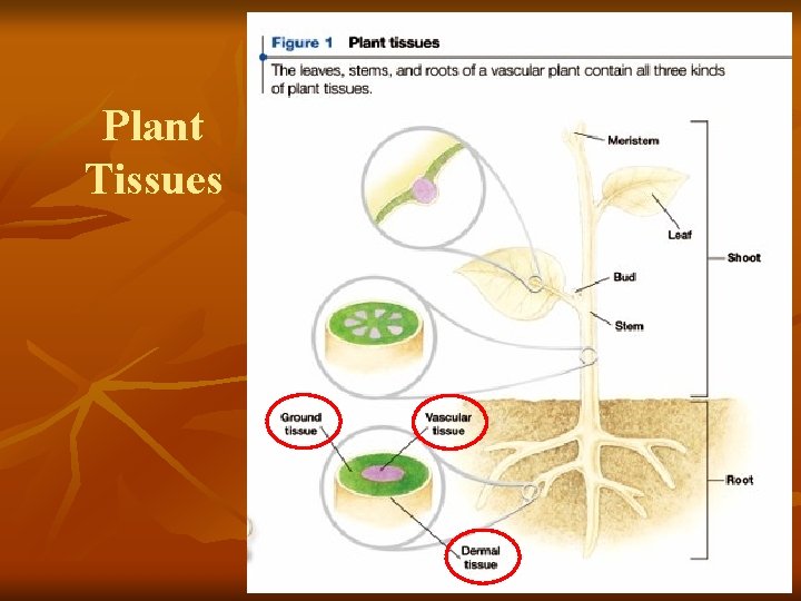 Plant Tissues 