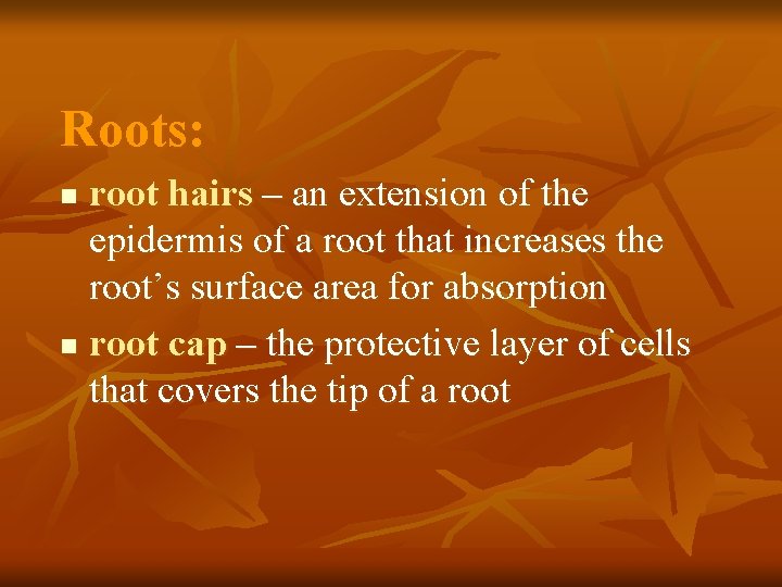 Roots: root hairs – an extension of the epidermis of a root that increases