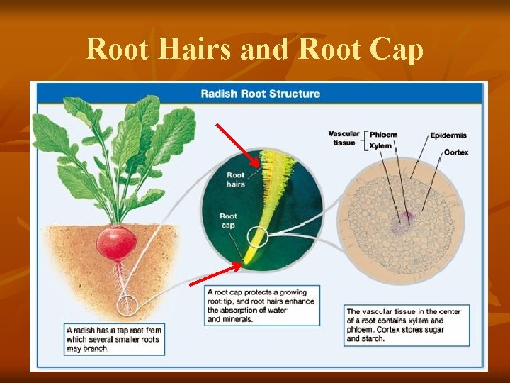Root Hairs and Root Cap 