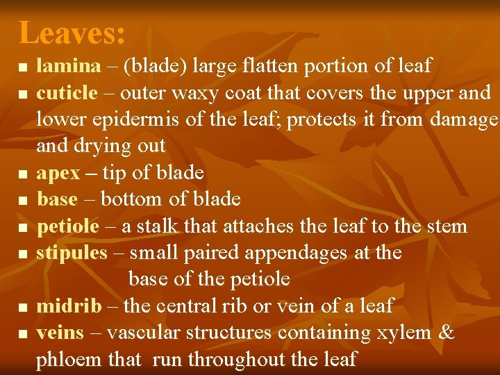 Leaves: n n n n lamina – (blade) large flatten portion of leaf cuticle