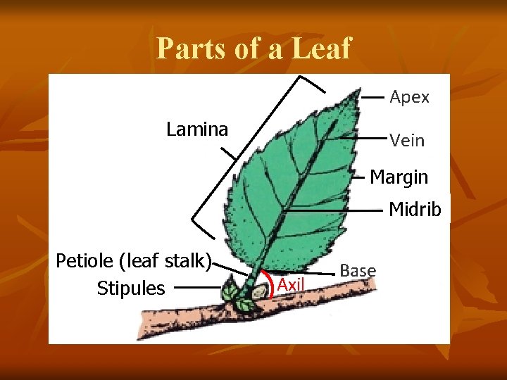 Parts of a Leaf Apex Lamina Vein Margin Midrib Petiole (leaf stalk) Stipules Axil