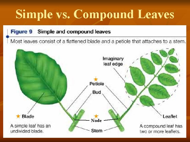 Simple vs. Compound Leaves Node 