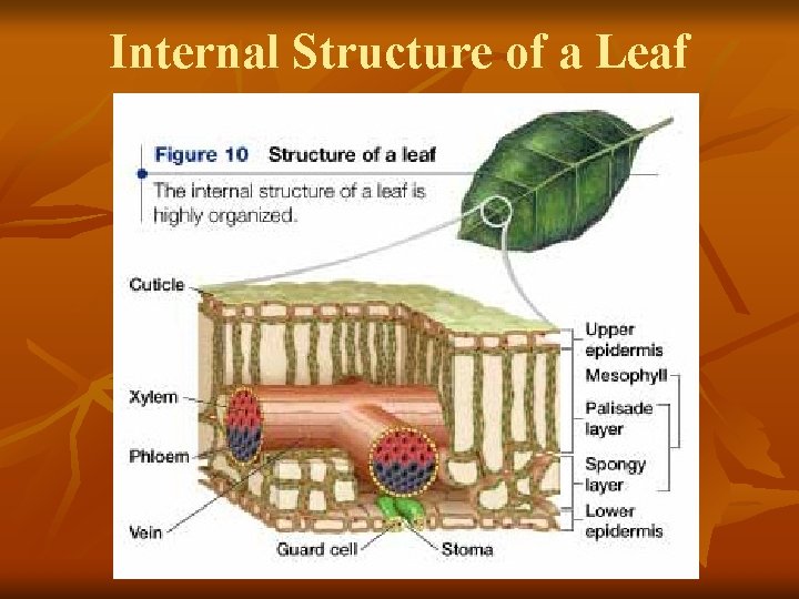 Internal Structure of a Leaf 