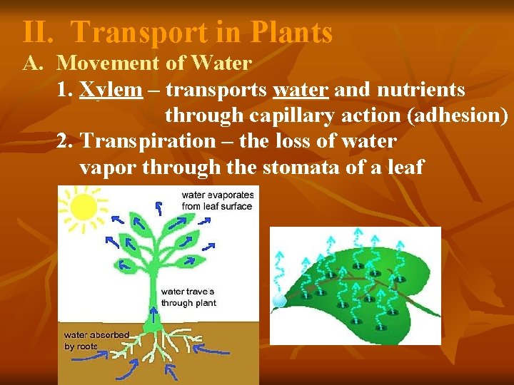 II. Transport in Plants A. Movement of Water 1. Xylem – transports water and