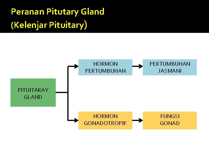 Peranan Pitutary Gland (Kelenjar Pituitary) HORMON PERTUMBUHAN JASMANI HORMON GONADOTROPIK FUNGSI GONAD PITUITARAY GLAND