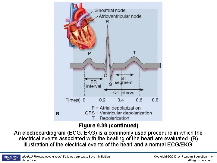 Figure 9. 39 (continued) An electrocardiogram (ECG, EKG) is a commonly used procedure in