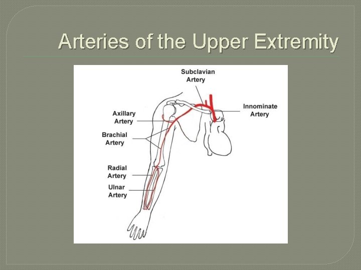 Arteries of the Upper Extremity 