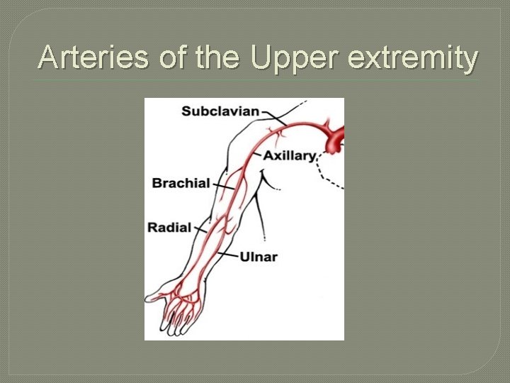 Arteries of the Upper extremity 