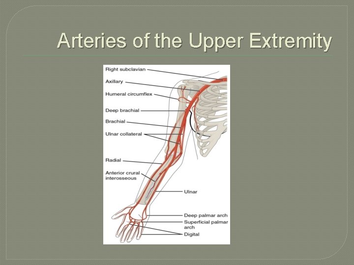 Arteries of the Upper Extremity 